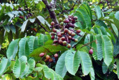 Obati Batu Ginjal dan Batu Empedu dengan Daun Buah Matoa