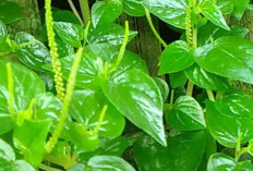 Atasi Gangguan Pencernaan dan Saluran Kemih dengan Daun Tumpang Air