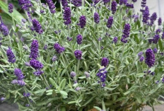 Lavender dan Segudang Manfaatnya, Tanaman Aromatik yang Kian Populer untuk Kesehatan dan Relaksasi