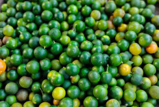 Obati Radang Tenggorokan dan Amandel dengan Jeruk Kunci