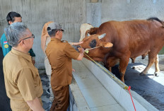 Pemkot Prabumulih Siapkan 13 Ekor Sapi Kurban, 1 Ekor Bantuan Presiden dan 6 Ekor dari Pribadi H Arlan