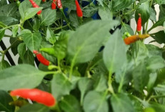 Cabe Rawit, Si Pedas Kecil yang Paling Banyak Dicari