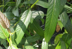 Obati TBC dan Rematik dengan Daun Duduk