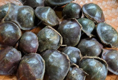 Atasi Jentik Nyamuk Demam Berdarah dengan Kulit Jengkol 