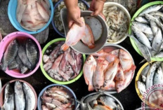 Hasil Penelitian Terbaru : Konsumsi Ikan Sarden hingga Teri Cegah 750 Ribu Kematian pada 2050