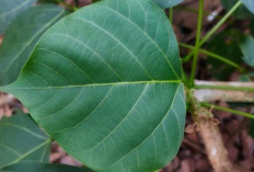 Tingkatkan Produksi ASI dengan Daun Cangkring 