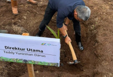 PTPN I Tanam 10 Ribu Bibit Kelapa di Banyuwangi, Ini Tujuannya