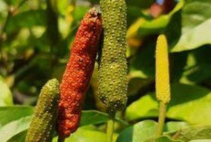 Obati Sakit Gigi dan Atasi Penyakit Beri Beri dengan Cabe Jawa