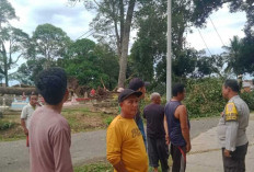 Pohon Tumbang di Simpang Tugu Burai, Akses Jalan Sempat Lumpuh dan Kabel Listrik Putus