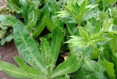 Hilangkan Bau Badan, Menyehatkan Gigi dan Tulang dengan Daun Walang Sangit