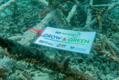 BRI Menanam “Grow & Green” Transplantasi Terumbu Karang, Jadi Ujung Tombak Pelestarian Ekosistem Laut di NTB