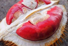 Tingkatkan Kualitas Seksual dan Cegah Disfungsi dengan Durian Merah