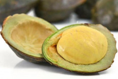 Mengandung Serat Alami : Jengkol Membantu Menekan Nafsu Makan Berlebih