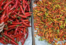 Harga Pangan 15 Juli 2025: Harga Cabai Rawit Rp67.171, Bawang Merah Tembus Rp40.943 per Kilogram !