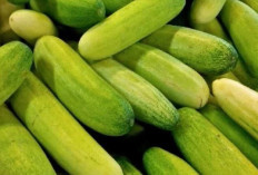 Tak Sekadar Lalapan, Mentimun Punya Banyak Manfaat untuk Tubuh