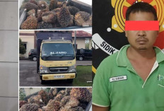 Terciduk Gelapkan 52 Janjang Sawit, Begini Nasib Sopir PT DAM!  