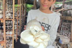 Harga Plastik Melonjak, Pelaku UMKM Jamur Tiram Keluhkan Beban Produksi Naik Hingga 100 Persen