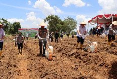 Tanam Jagung Serentak di Lahan 12,5 Hektare
