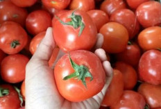  Manfaatkan Tumbuhan Angiospermae sebagai Sumber Makanan Bergizi  