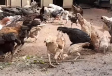6 Kabupaten dan Kota Penghasil Ayam Kampung Terbesar di Sumatera Selatan : Juaranya Bukan Banyuasin !
