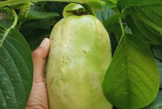 Atasi Insomnia dan Gangguan Tidur dengan Buah Erbis