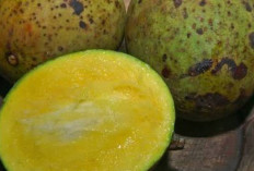 Jaga Kesehatan Kulit dan Mata dengan Buah Bacang