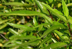 Daun Gandarusa Dapat Mengobati Bisul dan Patah Tulang