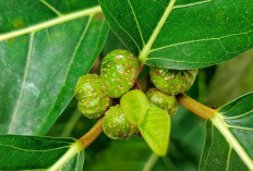 Obati Sakit Herpes, Sakit Kepala, dan   Rematik dengan Daun Awar-Awar