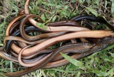 Belut Putih Bermanfaat untuk Pembentukan Otot dan Perbaikan Jaringan