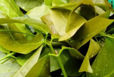 Daun Melinjo : Sayuran Tradisional Kaya Nutrisi yang Kian Diminati