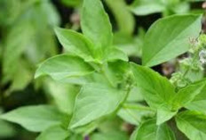 Manfaat Daun Kemangi : Tanaman Herbal Aromatik yang Populer di Asia