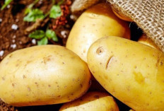 Obati Penyakit Hepatitis dan Ginjal dengan Jus Kentang Mentah