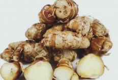Benarkah Kencur Bisa Mengobati Masuk Angin? Ini Penjelasannya