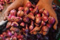 Harga Pangan 14 November 2024 : Harga Bawang Merah Naik, Tercatat Rp37.410 per Kilogram !