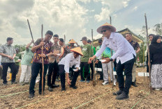 Luncurkan Program Ketahanan Pangan 2025, Walikota Prabumulih Tanam Jagung di Desa Talang Batu