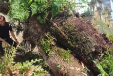 BPBD OKU Evakuasi Pohon Tumbang di Jembatan Ogan
