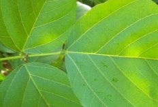 Obati Cacingan dan Disentri dengan Daun Dadap