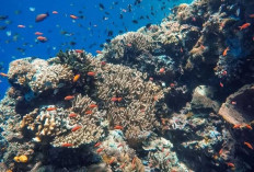 Menjelajah Sulawesi: Destinasi Edukatif Anak yang Menyenangkan dan Penuh Ilmu