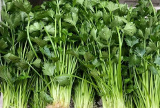 Tak Sekadar Hiasan Sup, Ini Manfaat Seledri bagi Kesehatan Tubuh