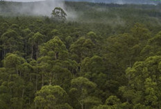 5 Kabupaten yang Memiliki Hutan Lindung Paling Luas di Sumatera Selatan : Menjaga Warisan Alam !