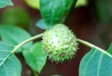 Atasi Ketombe dan Eksim dengan Buah Kecubung