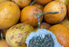 Manfaat Buah Markisa bagi Kesehatan, Kaya Nutrisi dan Baik untuk Daya Tahan Tubuh
