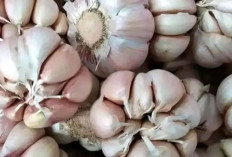 Tips Menyimpan Bawang agar Tetap Segar dan Tahan Lama, Rahasia Dapur Hemat dan Anti Boros