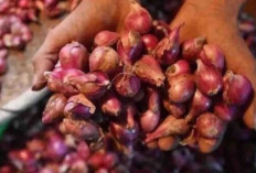 Harga Pangan 21  November 2024 :  Bawang Merah Naik Rp1.120 Menjadi Rp39.720 per Kilogram !