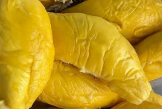 Berbagai Jenis Buah Durian yang Jadi Primadona Pecinta Kuliner Nusantara