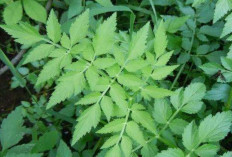 Tingkatkan Kesehatan Mental dan Emosional dengan Daun Tespong