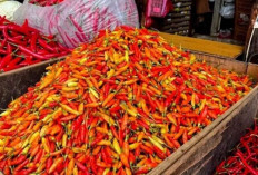 Update Harga Pangan 1 Juni 2026: Cabai Rawit Merah Masih Tinggi, Tembus Rp77.250 per Kilogram  