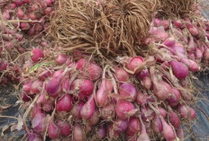 Update! Harga Pangan 13 Agustus 2024: Bawang Merah Stabil, Tetap di Level Rp26.620 per Kg