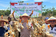   Polres Prabumulih dan Pemkot Gelar Panen Raya Jagung Quartal III, Wujudkan Komitmen Ketahanan Pangan Nasiona