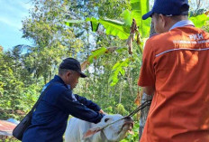 Dinas Pertanian OKU Siapkan 1.000 Dosis Vaksin Cegah Penyebaran PMK